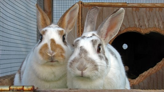 two rabbits close up