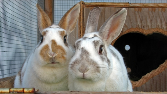 two rabbits close up