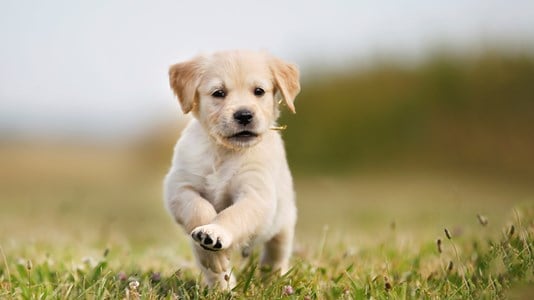 puppy running through field (1)